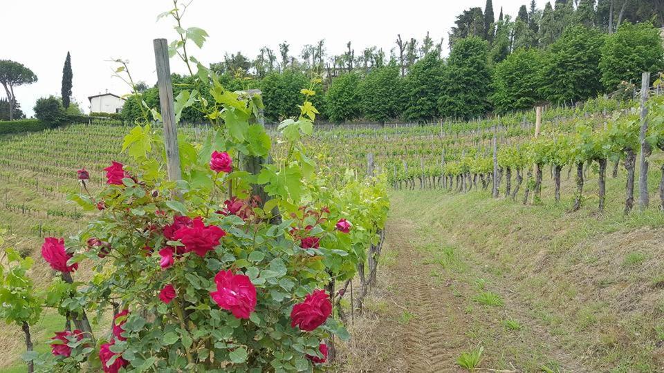 Residence Il Vigneto Lari Zewnętrze zdjęcie
