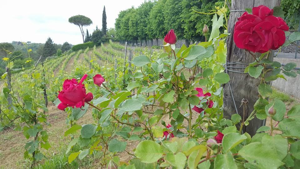 Residence Il Vigneto Lari Zewnętrze zdjęcie