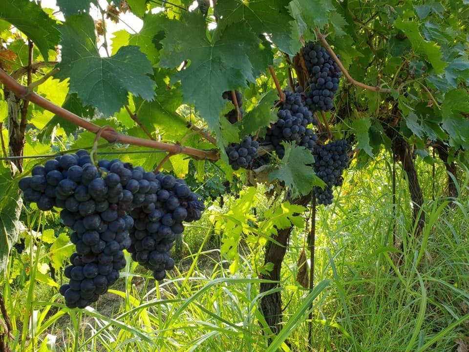 Residence Il Vigneto Lari Zewnętrze zdjęcie